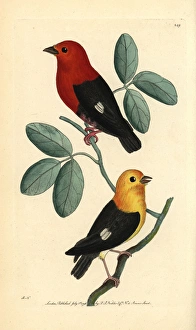 Crimson hooded manakin, Pipra aureola Crimson hooded manakin, Pipra aureola