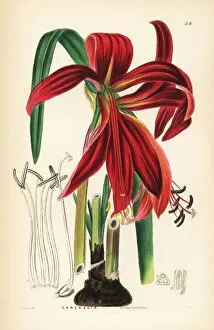 Sweet Gallery: Crimson Jacobean lily, Sprekelia formosissima