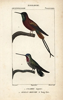 Crimson topaz hummingbird, Topaza pella Crimson topaz hummingbird, Topaza pella