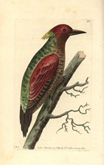Crimson winged woodpecker, Picus puniceus Crimson winged woodpecker, Picus puniceus