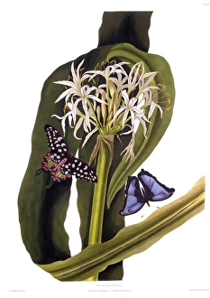 Crinum Pedunculatum (Swamp Lily), with butterflies Crinum Pedunculatum (Swamp Lily), with butterflies