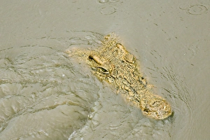 Crocodile - Just appearing from water Crocodile - Just appearing from water