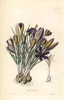 Corsican Gallery: Crocus minimus