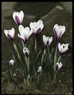 <b class=qtipBold><figcaption>Crocus Versicolor</figcaption></b><br>Crocus Versicolor (Cloth of Silver crocus), with white petals and purple stripes.<br><em>© Mary Evans/Reginald A. Malby & Co. Collection</em> Crocus Versicolor