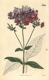 Cross-leaved phlox or lychnidea, Phlox acuminata Cross-leaved phlox or lychnidea, Phlox acuminata