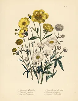 Crowfoot species Crowfoot species