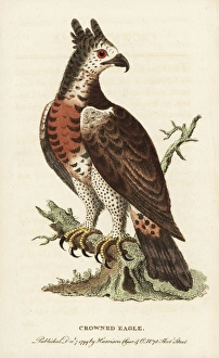 Crowned eagle, Stephanoaetus coronatus Crowned eagle, Stephanoaetus coronatus
