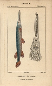 Cuban gar, Atractosteus tristoechus Cuban gar, Atractosteus tristoechus