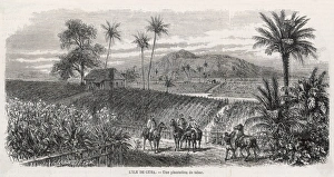 Processing Gallery: Cuban tobacco plantation