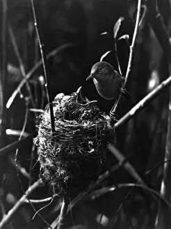 Cuckoos Gallery: Cuckoo in the Nest