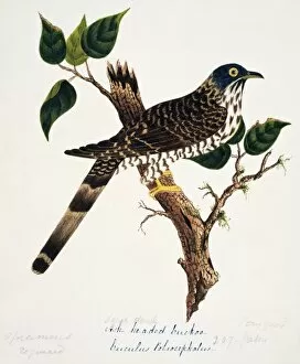 Cuckoos Gallery: Large Hawk Cuckoo