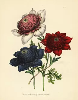 Humphreys Gallery: Cultivated double varieties of poppy anemone