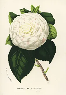 Cup of Beauty, hybrid camellia, Camellia japonica Cup of Beauty, hybrid camellia, Camellia japonica
