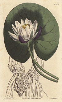 Cup-flowered water lily with large white flower Cup-flowered water lily with large white flower