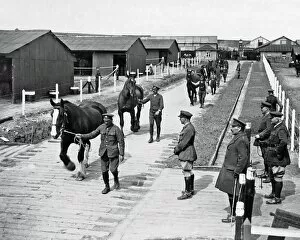 Recovery Gallery: Cured horses leaving a depot, Western Front, WW1