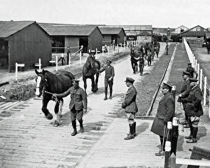 Recovery Gallery: Cured horses leaving a depot, Western Front, WW1