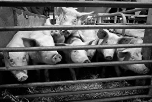Curious pigs in a pen at Bury St Edmunds cattle market Curious pigs in a pen at Bury St Edmunds cattle market