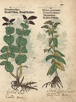 Curled mint, Mentha spicata, and horse mint Curled mint, Mentha spicata, and horse mint