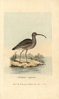 Graves Gallery: Curlew, Scolopax arquata, Numenius arquata