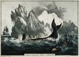 CURRIER and IVES. Capturing the whale. Litography