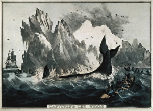 CURRIER and IVES. Capturing the whale. Litography CURRIER and IVES. Capturing the whale. Litography