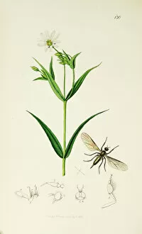 Holostea Gallery: Curtis British Entomology Plate 130