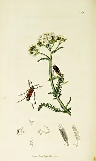 Wasps Gallery: Curtis British Entomology Plate 19