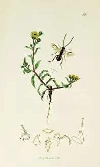 Wasps Gallery: Curtis British Entomology Plate 198