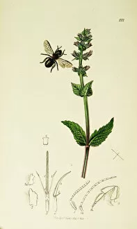 Salvia Gallery: Curtis British Entomology Plate 222