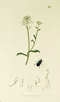 Bitter Gallery: Curtis British Entomology Plate 274