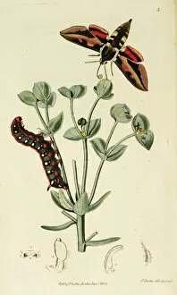 Euphorbiae Gallery: Curtis British Entomology Plate 3