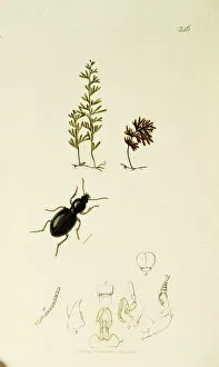 Goldilocks Gallery: Curtis British Entomology Plate 346