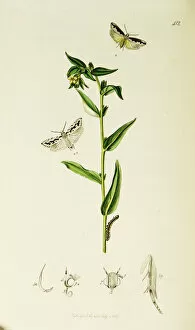 Curtis British Entomology Plate 412