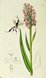 Latifolia Gallery: Curtis British Entomology Plate 423