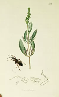 Curtis British Entomology Plate 453