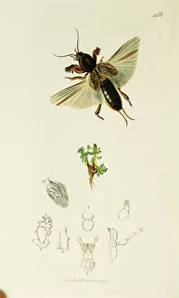 Related Images Gallery: Curtis British Entomology Plate 456