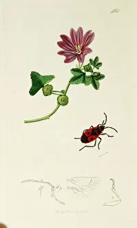 Curtis British Entomology Plate 465