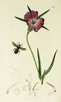 Agrostemma Gallery: Curtis British Entomology Plate 61