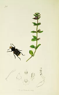 Latirostris Collection: Curtis British Entomology Plate 723