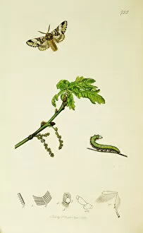 Robur Gallery: Curtis British Entomology Plate 755
