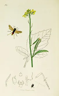 Curtis British Entomology Plate 764 Curtis British Entomology Plate 764