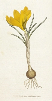 <b class=qtipBold><figcaption>Curtis/Spring Crocus</figcaption></b><br>Spring Crocus Crocus Vernus Date:<br><em>© Mary Evans Picture Library</em> Curtis/Spring Crocus