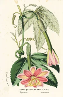 Curuba passionflower, Passiflora mixta Curuba passionflower, Passiflora mixta