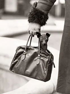 Cute dog being carried in a handbag, London, 1931 Cute dog being carried in a handbag, London, 1931