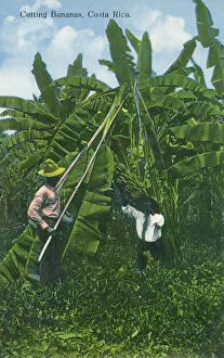 Banana Gallery: Cutting Bananas down from their tree - Costa Rica