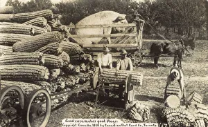 Cutting giant sweetcorn for a giant hog, Canada Cutting giant sweetcorn for a giant hog, Canada