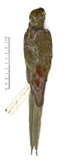 Cyanoramphus zealandicus, black-fronted parakeet Cyanoramphus zealandicus, black-fronted parakeet