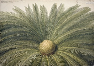 Highgate Gallery: Cycas revoluta, sago palm
