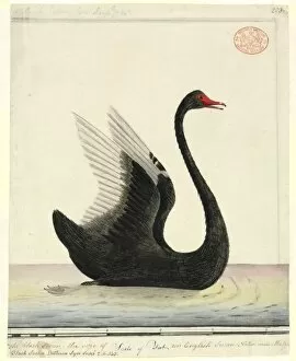 Watercolor paintings Collection: Cygnus atratus, black swan