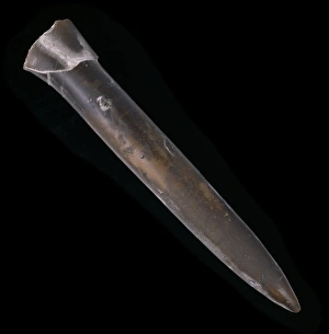 Cylindroteuthis oweni Pratt, thunderbolt Cylindroteuthis oweni Pratt, thunderbolt